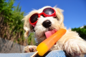 Bild: Hund mit Sonnenbrille isst Eis