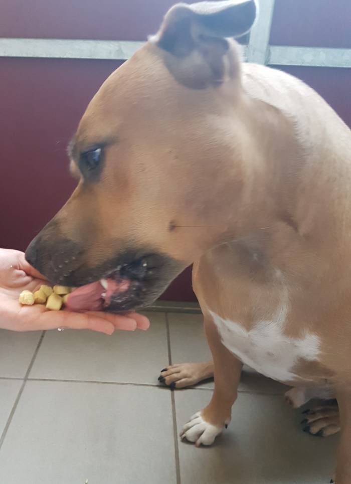 Hund Aron kostet Topfen-Käse-Hundekekse von Phillys